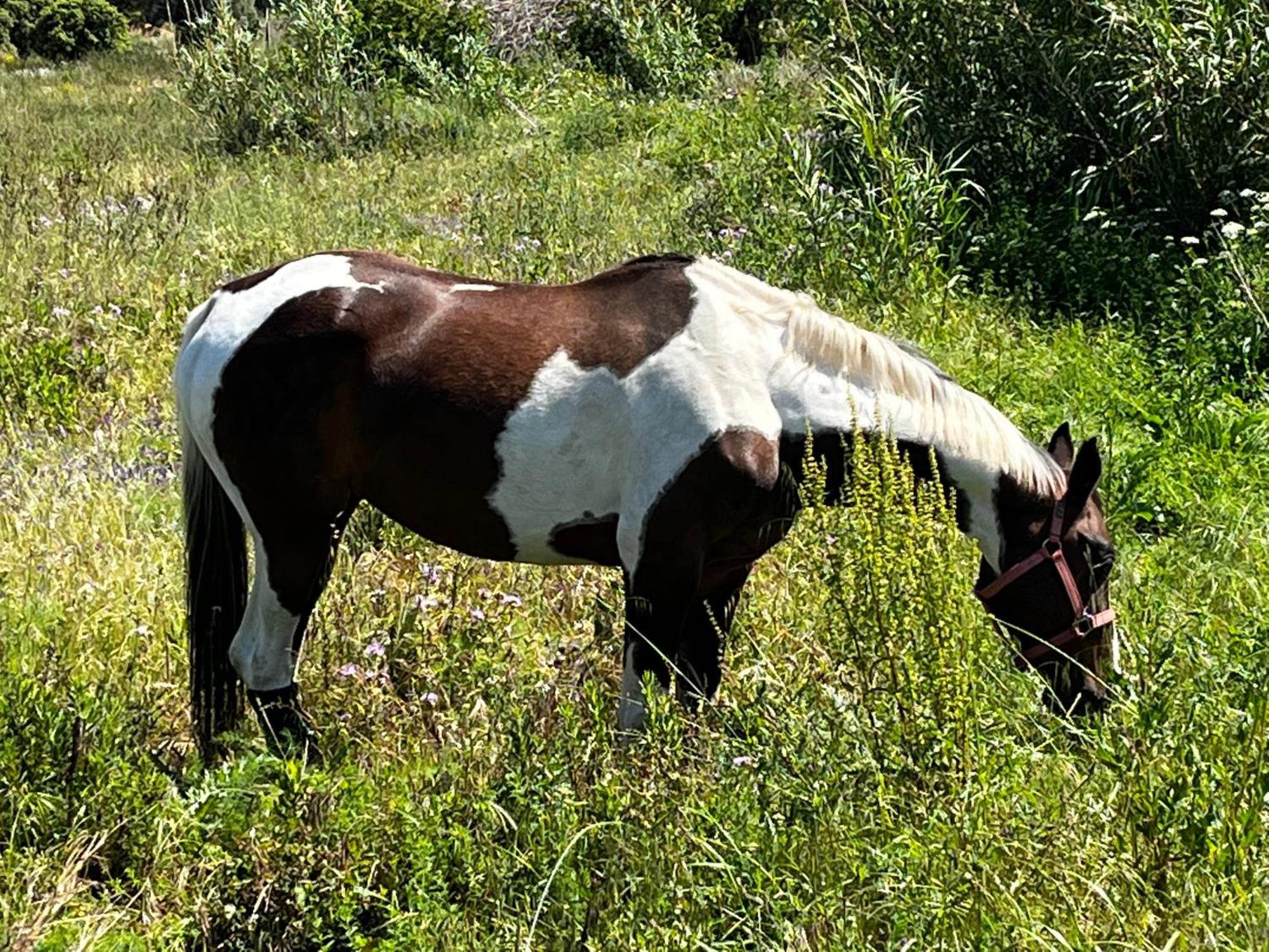Hotel Location Du Ranch Algajola  Zewnętrze zdjęcie